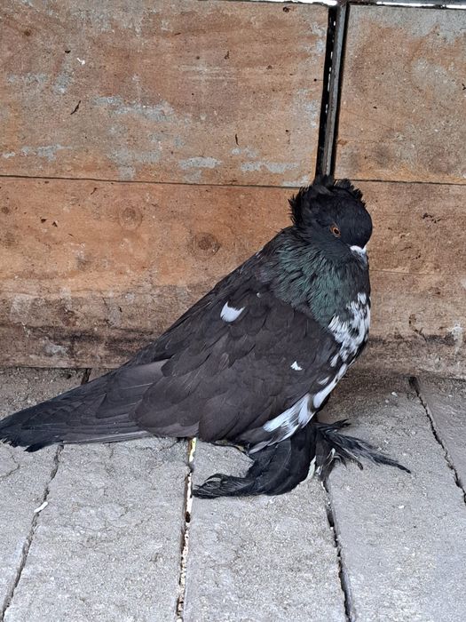 Porumbei uriaș maghiar