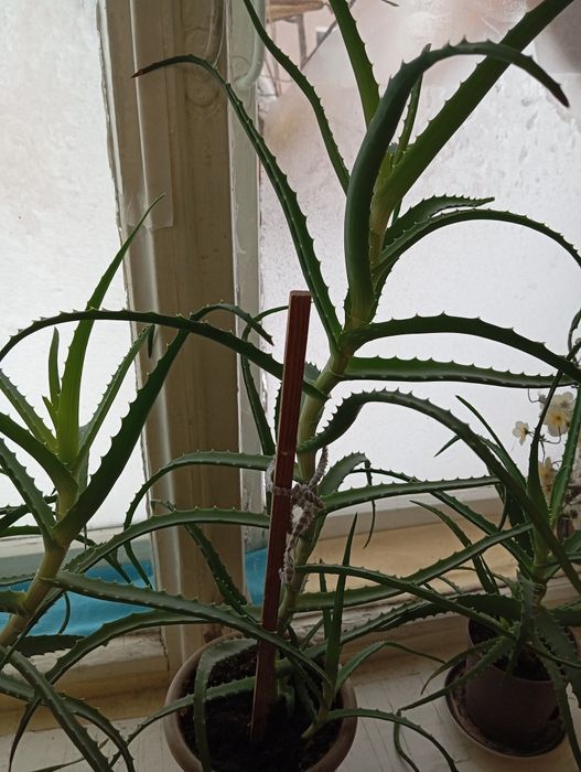 Продам алоэ лечебный