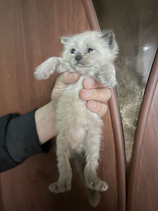 Котята на половину британцы