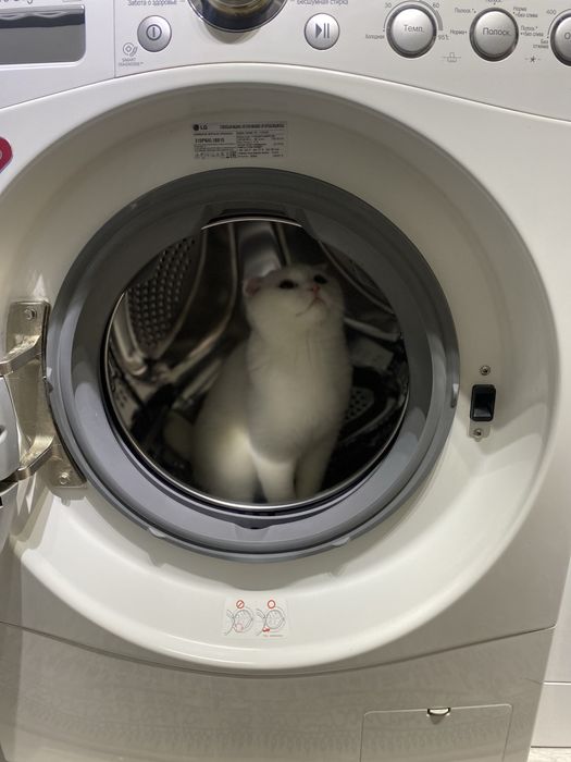 Срочно продаю кота!