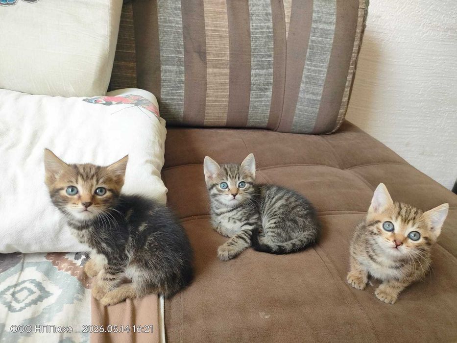 Котята умные красивые