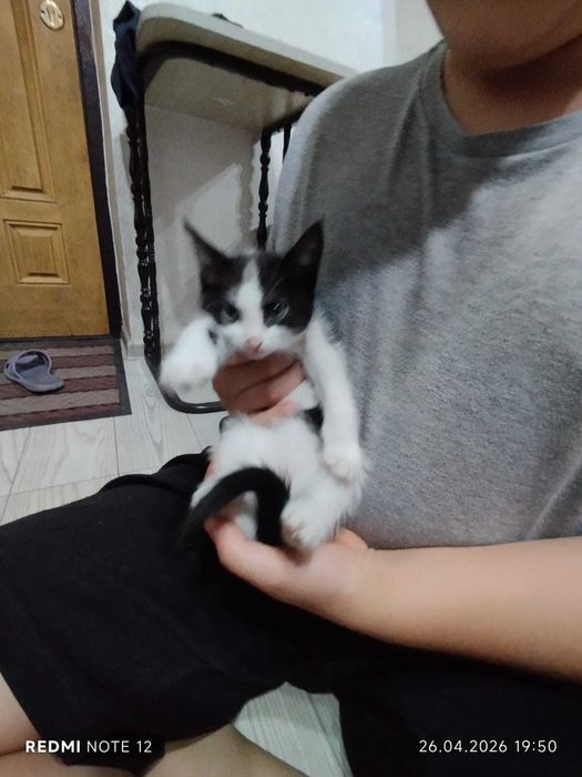 отдам котят в хорошие добрые руки