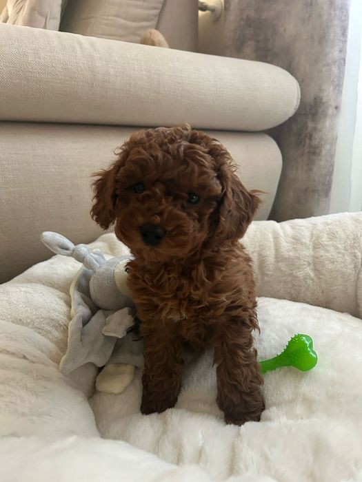 Catelus Pudel toy red