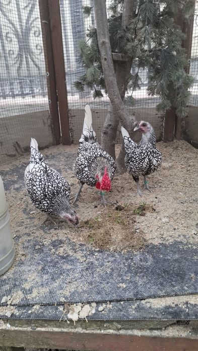 Oua sebright auriu, argintiu