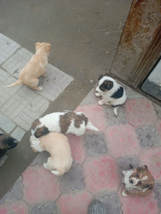 Канден кушыктеры кабаган