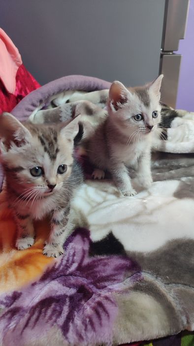 Продаются котята