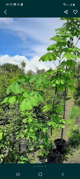 Optomga kashtan archa kashtan dup mujevelnik tuya archa va gullar