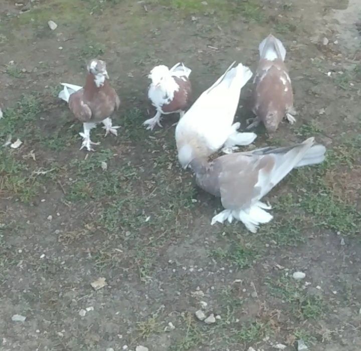 Продам   голубей