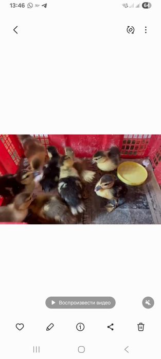 Продам утинных цеплят