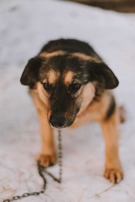 Собака в добрые руки