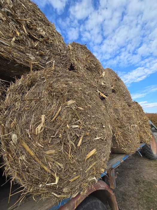 Vând  baloti de tulei
