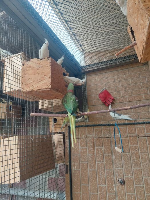 Александрийский попугай