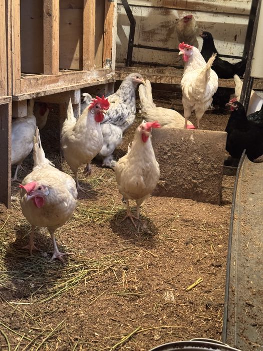 Куры- несушки домашние