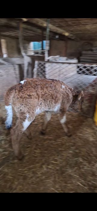 бузаулар сатылады порода