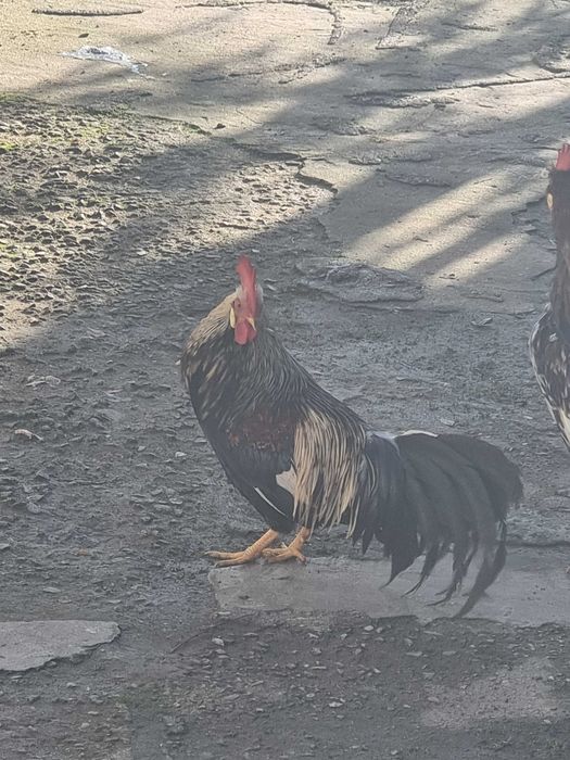 Vând cocoș Silver Duckwing varianta argintie