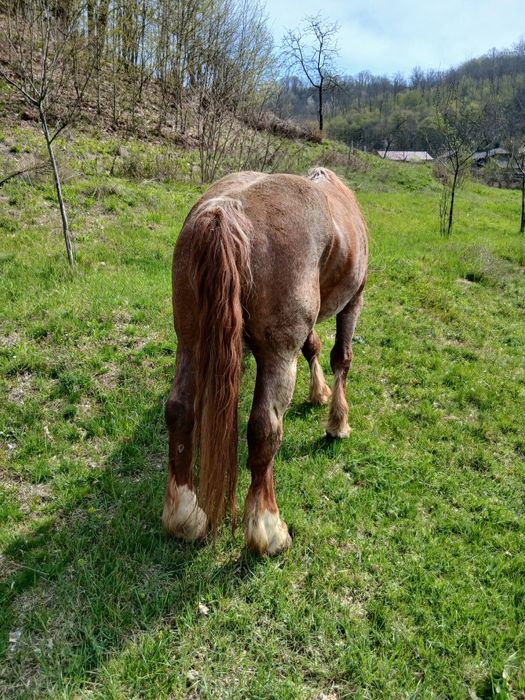 Vând harmăsar lucrat la pădure