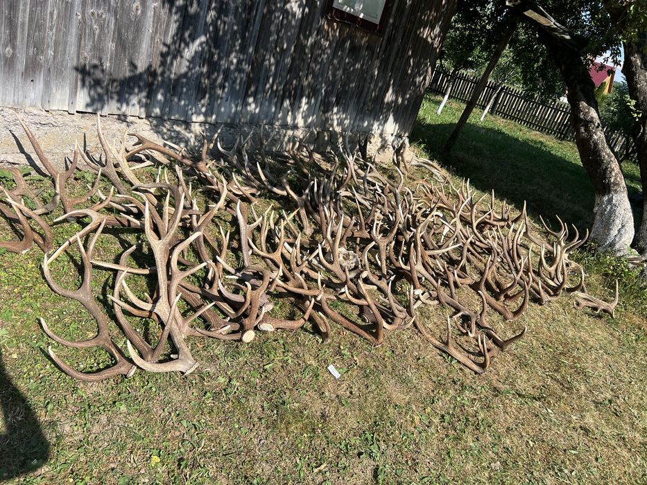 Vand coarne de cerb cantitate mare