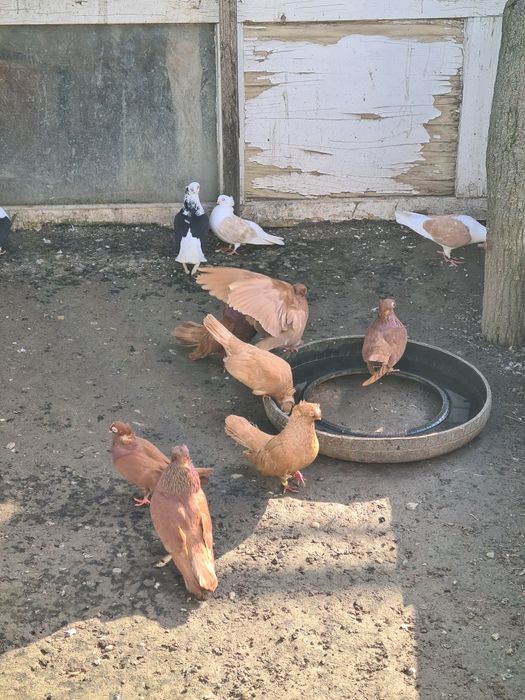 Se Vinde 22 de bucăți!!!