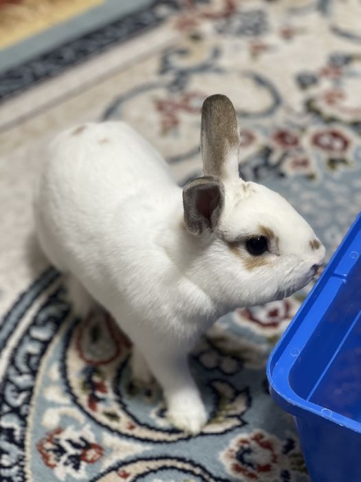 Продам декоративного кролика