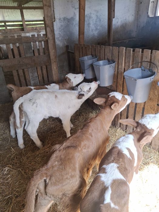 Vitei baltati si belgieni