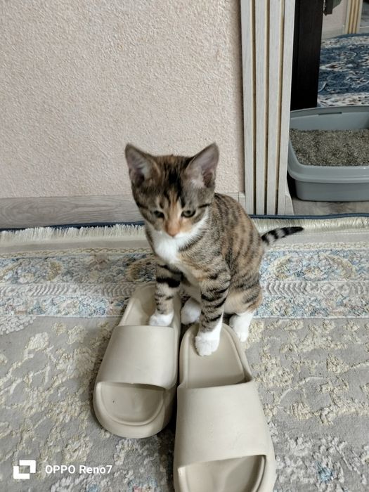 Котенок (девочка)