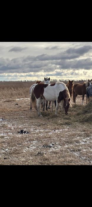 Продам Айгыр 7 лет