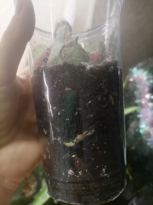 Комнатные растения