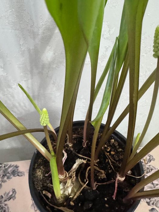 Продам цветы  Дриопсис