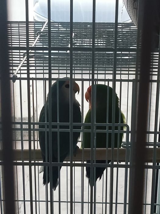 Неразлучни попугайлар сатылады.