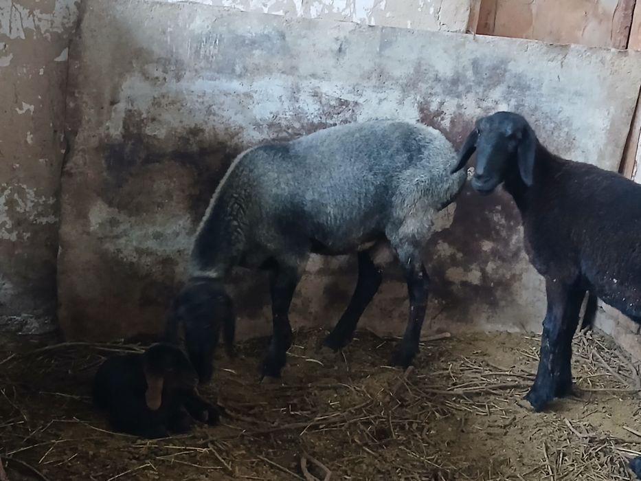 Sovliq qo'y bolasi bilan