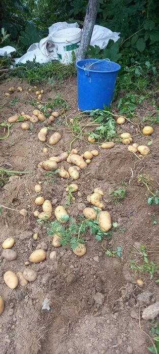 Картофи за консумация