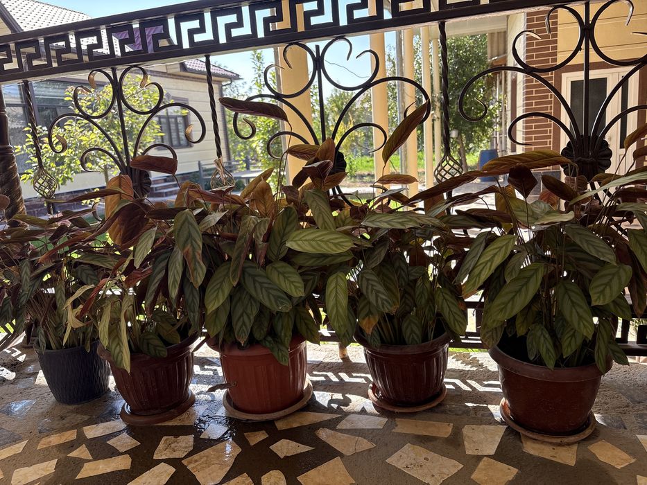 Цветы цветы Намаз