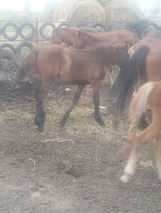 Продам жеребёнка