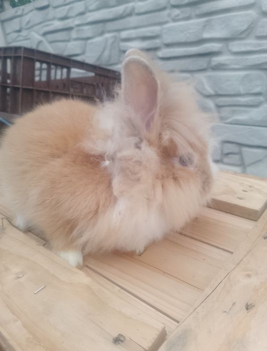 Vând sau schimb iepurași