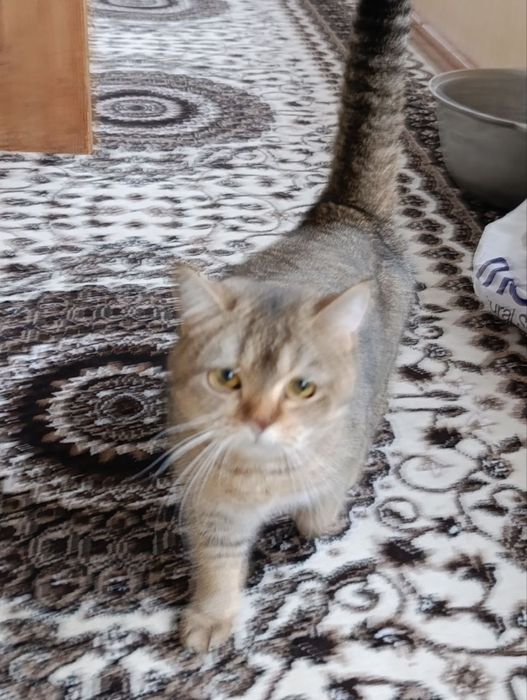 Mushuk sotiladi jinsi ayol latok biladi