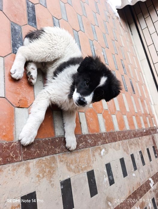 2 oylik erkak  soglom yuribdi