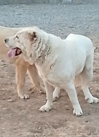 Ургашы сатылады.