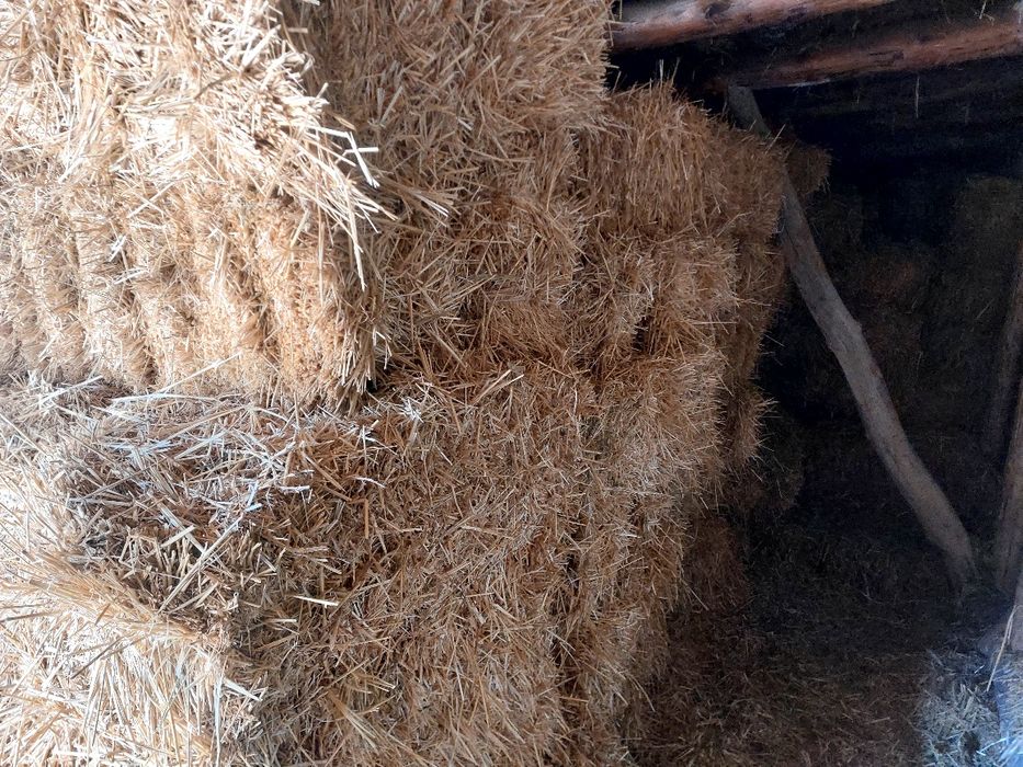 Сомон прес сотилади