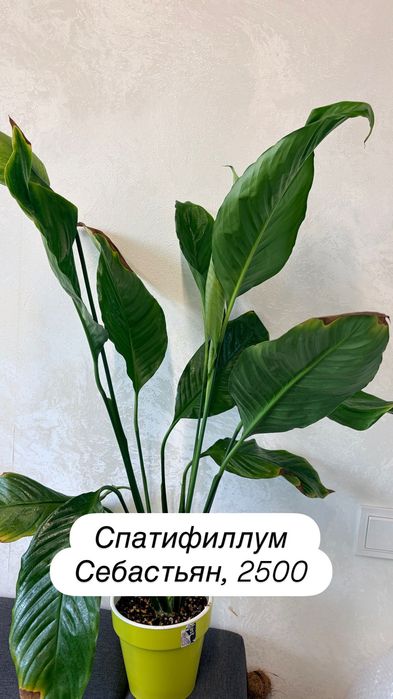 Адениум, спатифиллум, фикус, циперус