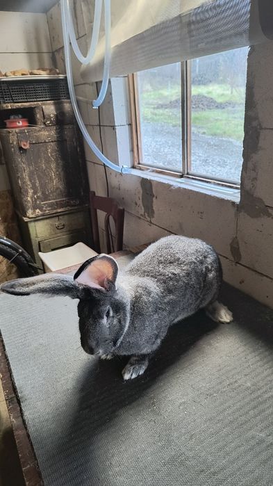 Iepuri Uriaș German