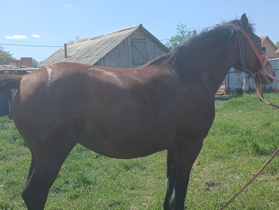 Iapă de vanzare are 6 ani 800 de kile nr 0759410973