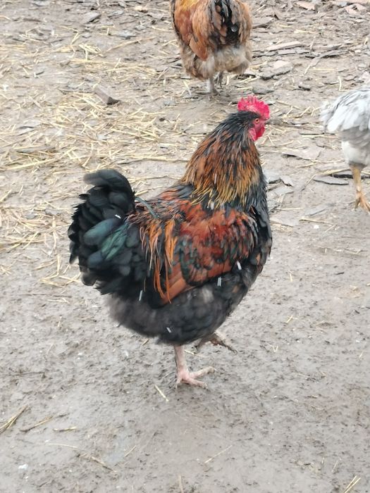 Vând cocoși de rasă