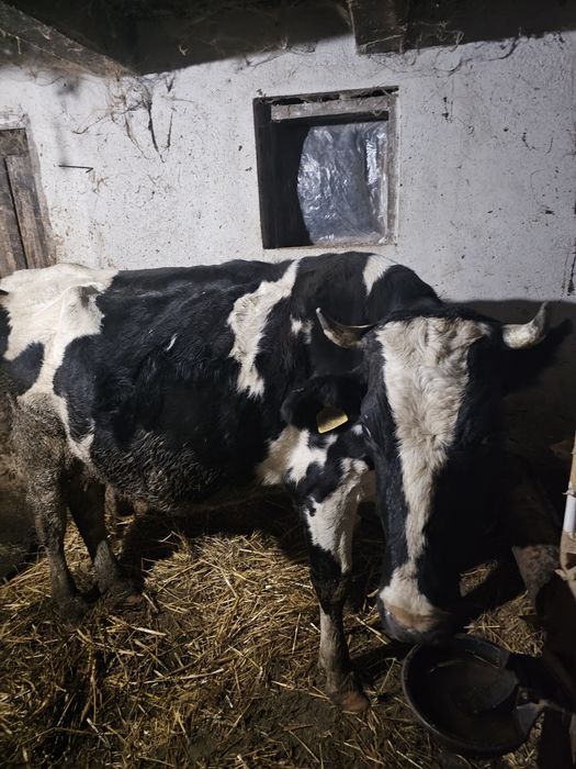 Vaci de lapte gestante