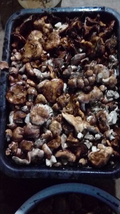 Грибы солёные чистые