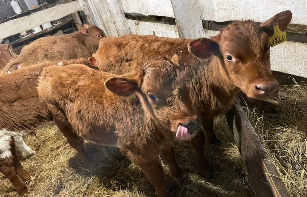 симентал бұқа бұзаулары