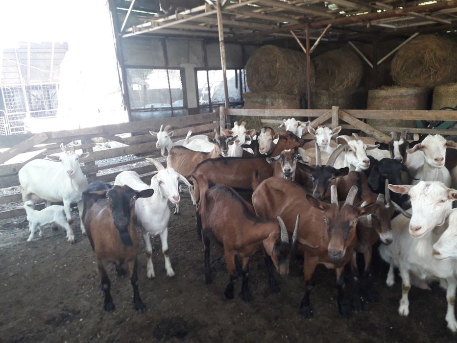 Vand 7 capre zanăn cu lapte
