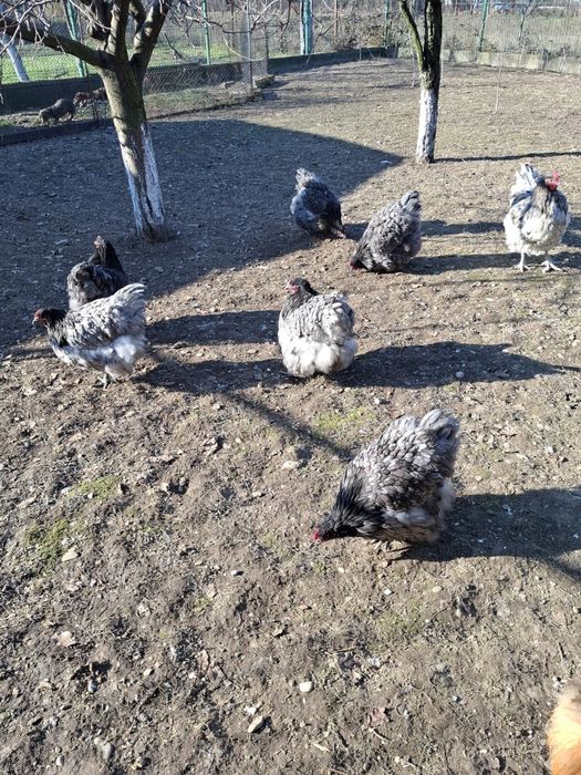 Vând ouă găini orpington albastru