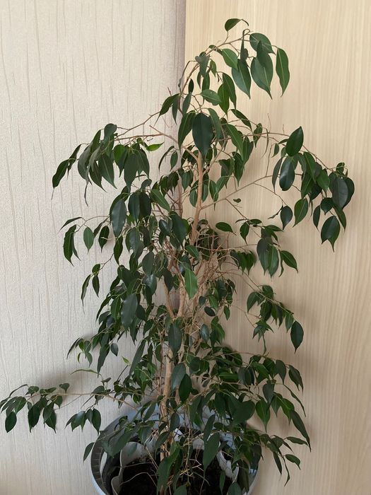 Продам фикус бенджамина.