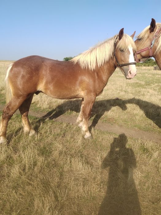 Vând Armăsar monte și cal de un an și șapte luni