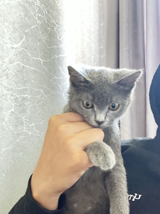 Котенок на хорошие руки